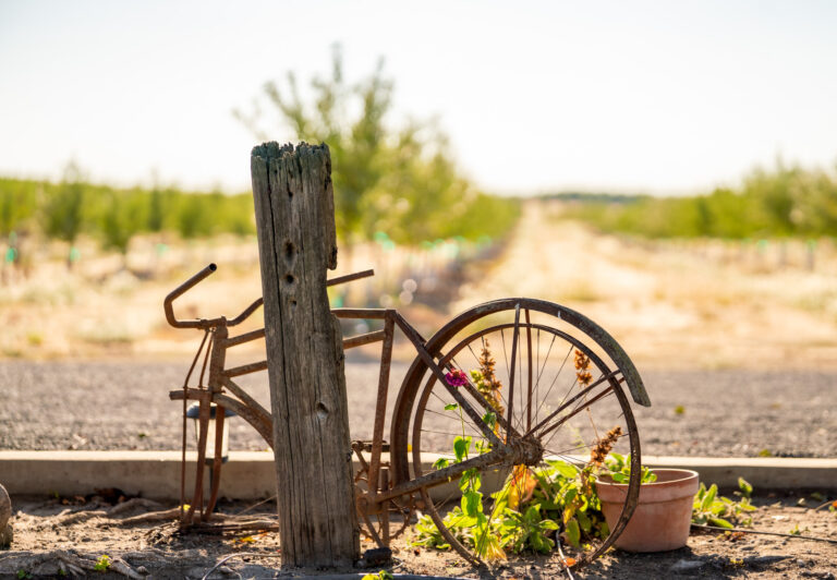 Why Professional Photography Matters for Life’s Special Moments